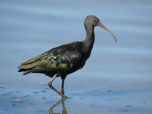 Ibis falcinelle