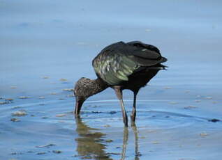 Ibis falcinelle