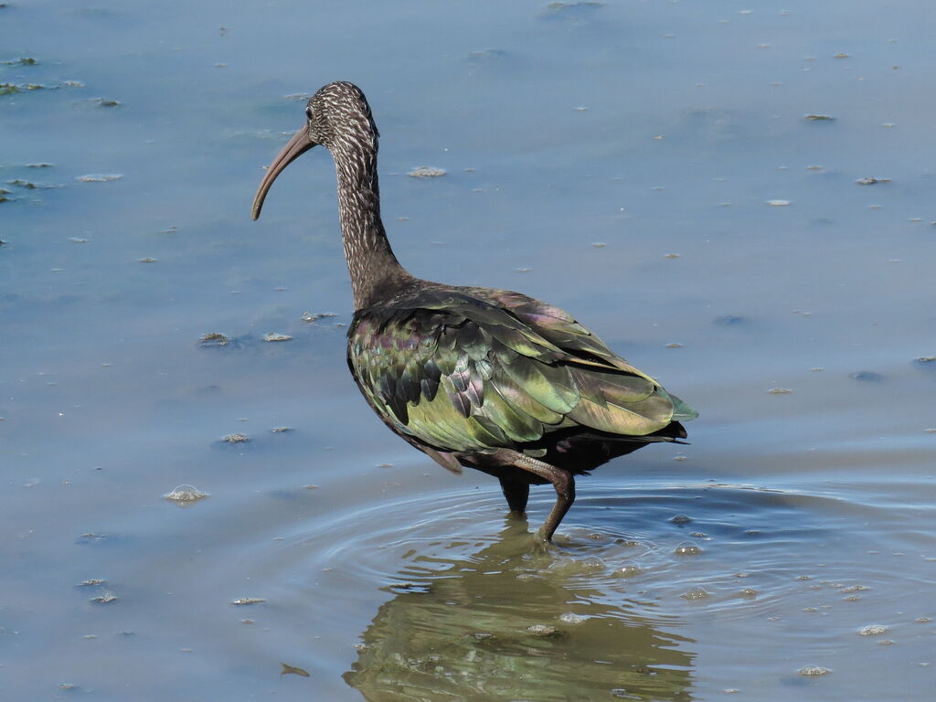 Glossy Ibis