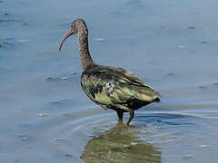 Glossy Ibis