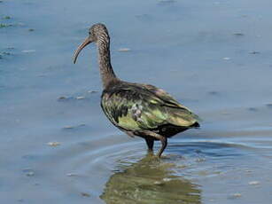 Ibis falcinelle