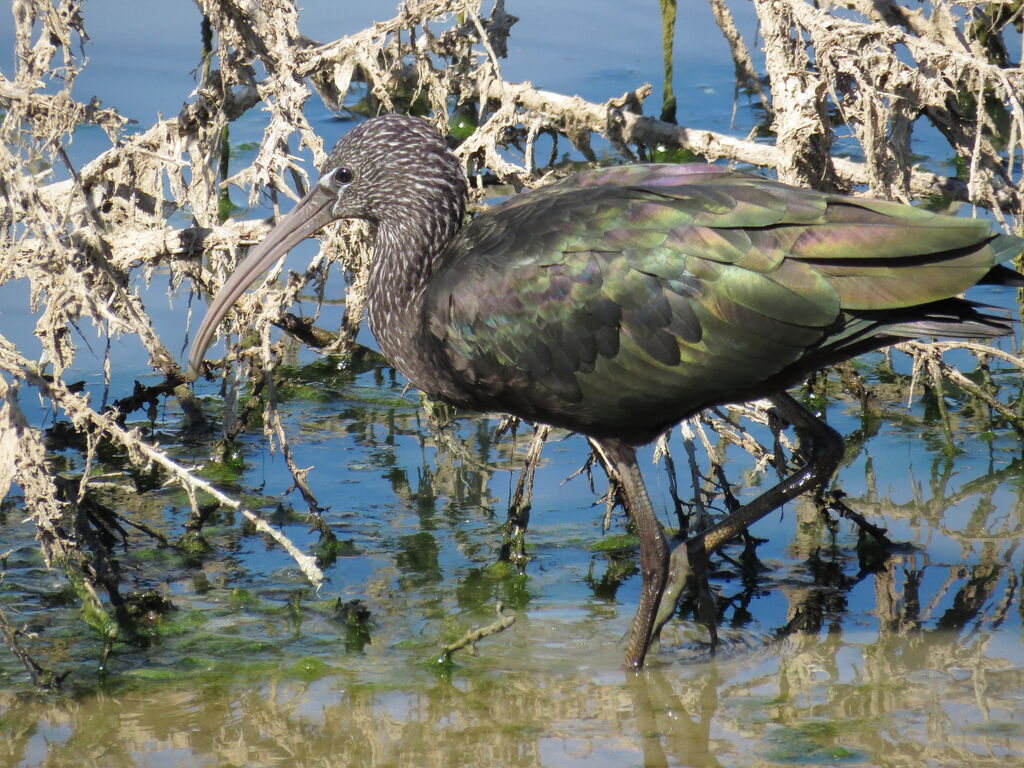 Ibis falcinelle