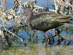 Glossy Ibis