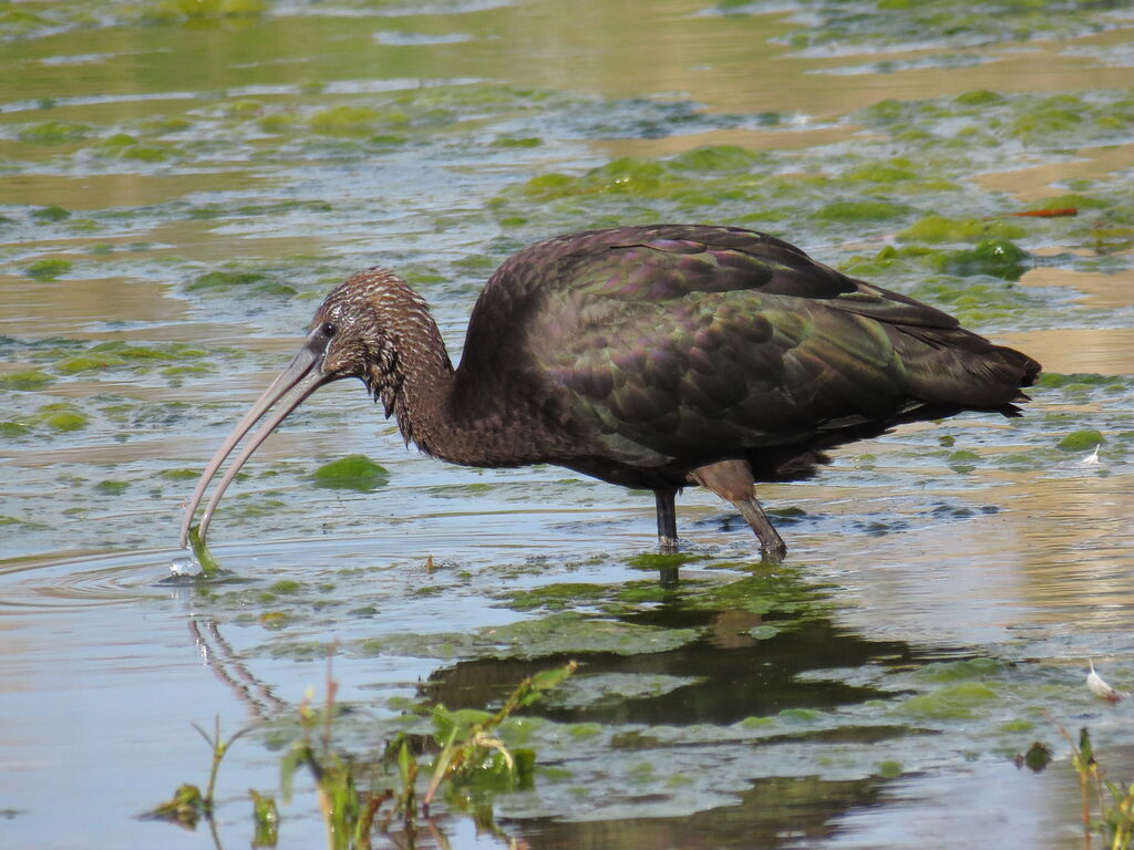 Ibis falcinelle