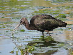 Glossy Ibis