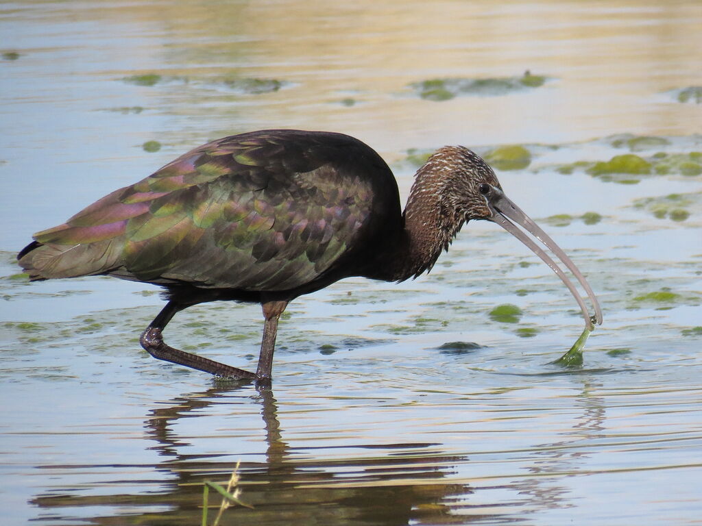 Glossy Ibis