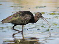 Ibis falcinelle