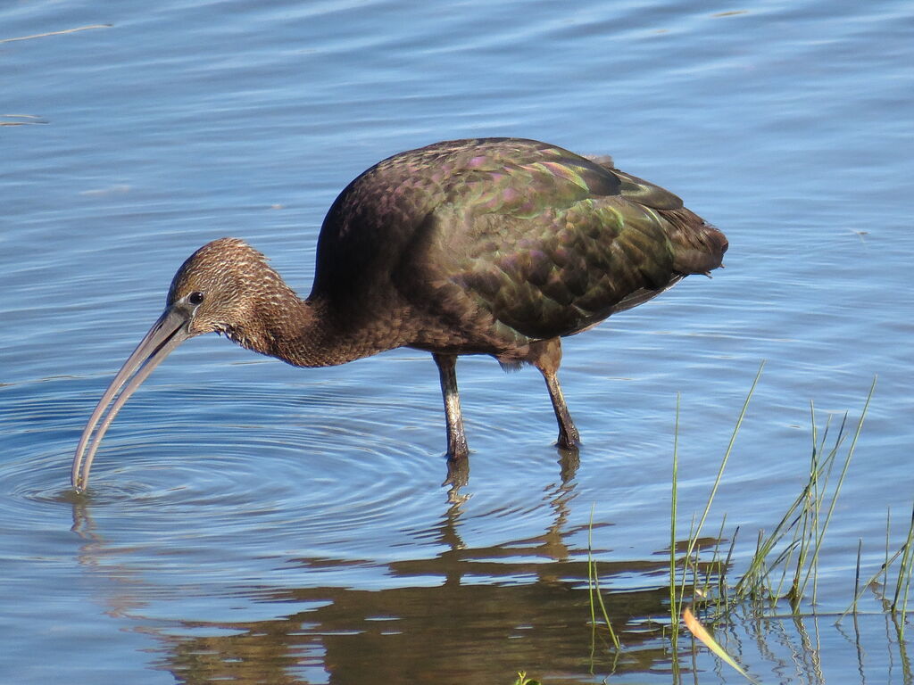 Ibis falcinelle