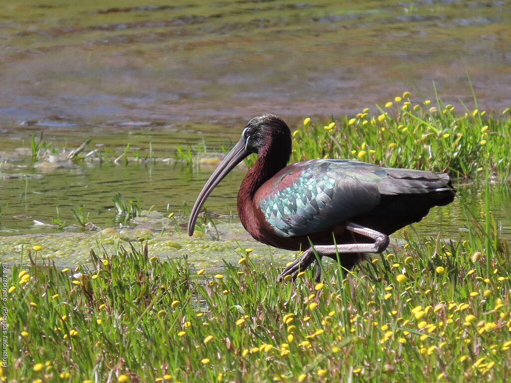 Glossy Ibis