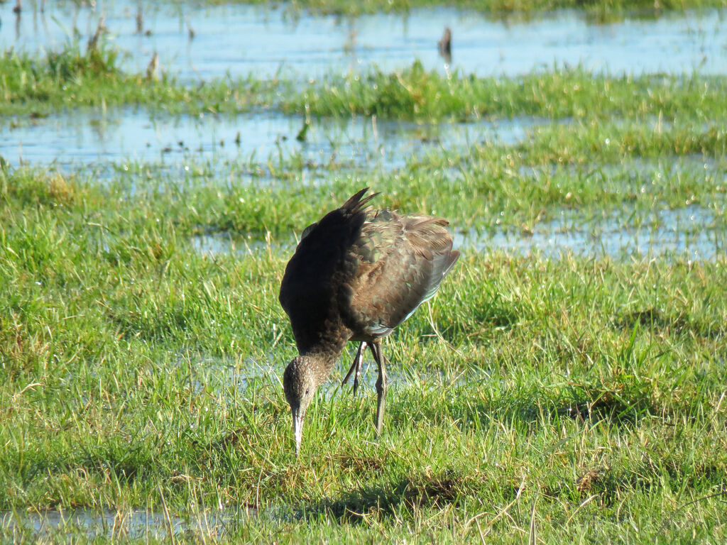 Glossy Ibis