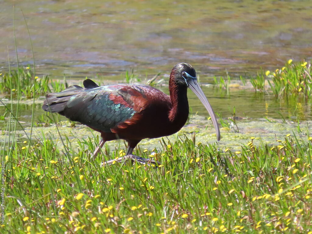 Glossy Ibis