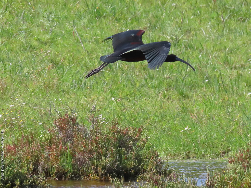 Glossy Ibis