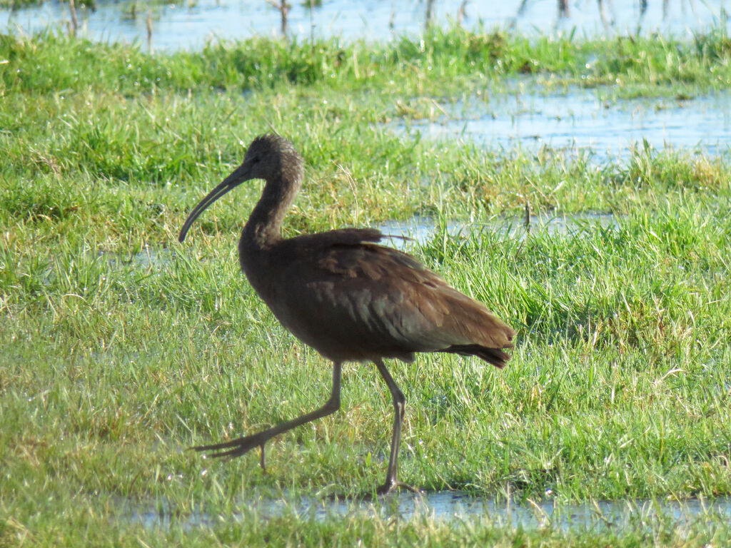 Ibis falcinelle