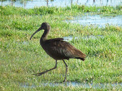 Glossy Ibis