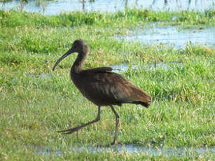 Ibis falcinelle