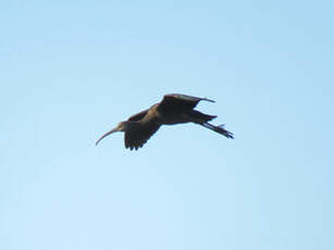 Ibis falcinelle