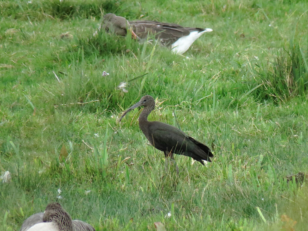 Glossy Ibis