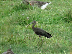 Glossy Ibis