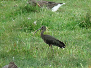 Ibis falcinelle