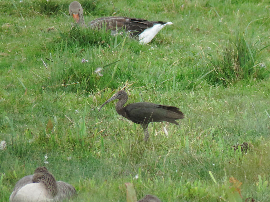 Glossy Ibis