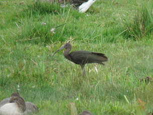 Ibis falcinelle