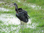 Ibis falcinelle