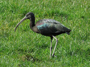 Ibis falcinelle