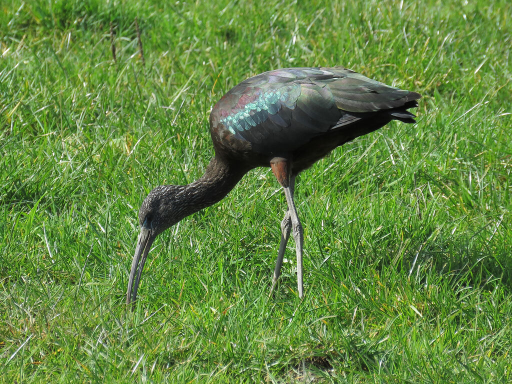 Glossy Ibis