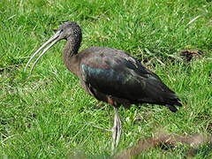 Glossy Ibis