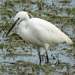 Aigrette garzette
