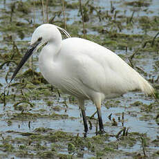 Aigrette garzette