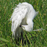 Aigrette garzette