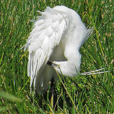 Aigrette garzette
