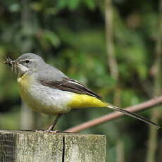 Bergeronnette des ruisseaux