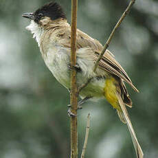 Bulbul à poitrine brune