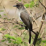 Bulbul des jardins