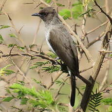 Bulbul des jardins