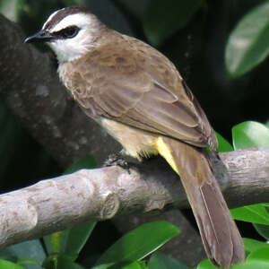 Bulbul goiavier