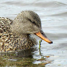 Canard chipeau