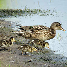 Canard chipeau