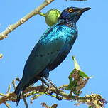 Choucador de Swainson