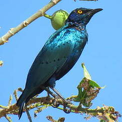 Choucador de Swainson