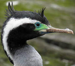 Cormoran moucheté