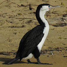 Cormoran varié