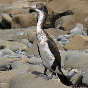 Cormoran varié