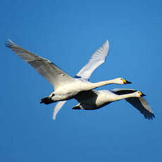 Cygne de Bewick