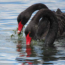 Cygne noir