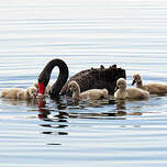 Cygne noir