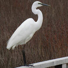 Grande Aigrette