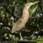 Héron des mangroves